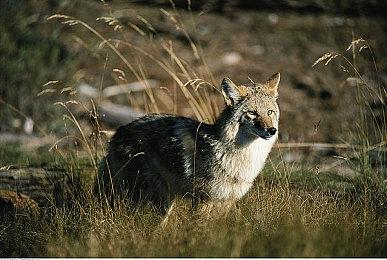 PC玩家质疑5090原生性能 仅比4090提升了9帧